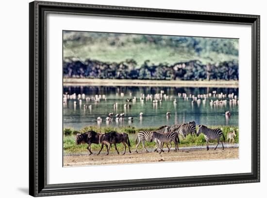 Vintage Style Image of Zebras and Wildebeests Walking beside the Lake in the Ngorongoro Crater, Tan-Travel Stock-Framed Photographic Print