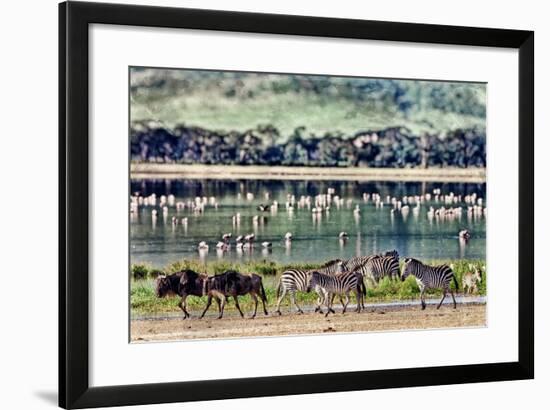 Vintage Style Image of Zebras and Wildebeests Walking beside the Lake in the Ngorongoro Crater, Tan-Travel Stock-Framed Photographic Print