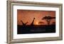 Vintage Sunset with Giraffes in Serengeti National Park, Africa-Take Me Away-Framed Art Print