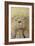 Vintage Toy Bear-Den Reader-Framed Photographic Print