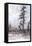 Vintage Tree Moment II-Samuel Dixon-Framed Stretched Canvas