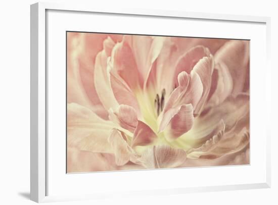 Vintage Tulip-Cora Niele-Framed Photographic Print