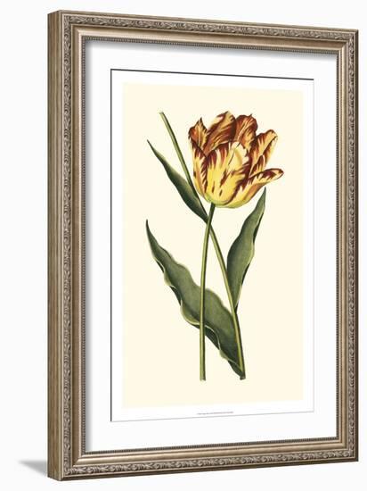 Vintage Tulips I-Vision Studio-Framed Art Print