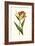 Vintage Tulips I-Vision Studio-Framed Art Print