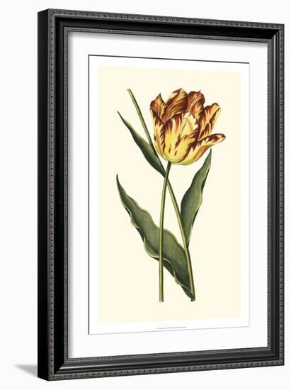 Vintage Tulips I-Vision Studio-Framed Art Print
