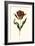 Vintage Tulips II-Vision Studio-Framed Art Print