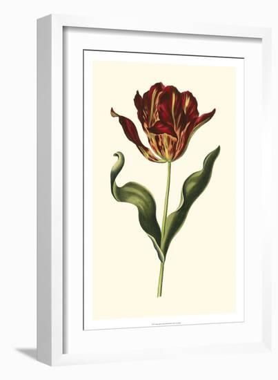 Vintage Tulips II-Vision Studio-Framed Art Print