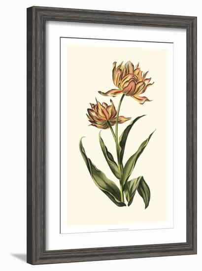 Vintage Tulips III-Vision Studio-Framed Art Print