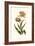 Vintage Tulips III-Vision Studio-Framed Art Print