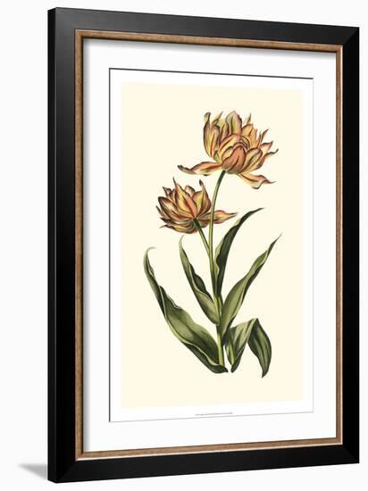 Vintage Tulips III-Vision Studio-Framed Art Print
