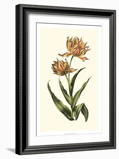 Vintage Tulips III-Vision Studio-Framed Art Print