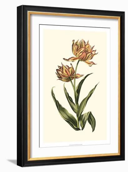 Vintage Tulips III-Vision Studio-Framed Art Print