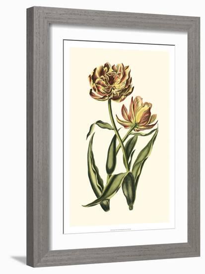 Vintage Tulips IV-Vision Studio-Framed Art Print