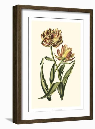 Vintage Tulips IV-Vision Studio-Framed Art Print