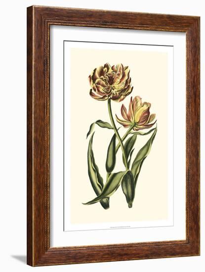 Vintage Tulips IV-Vision Studio-Framed Art Print