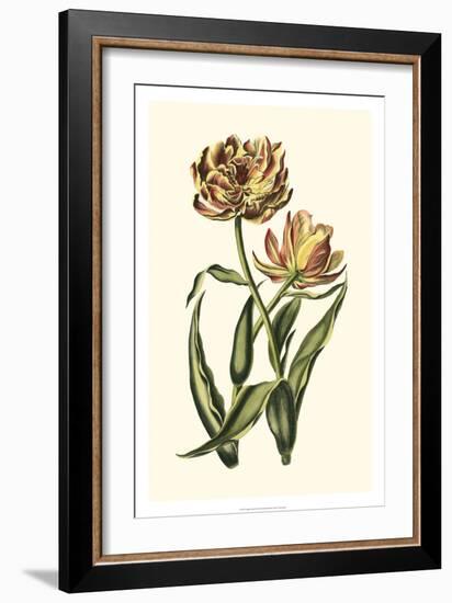 Vintage Tulips IV-Vision Studio-Framed Art Print