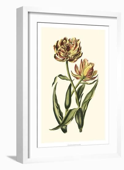 Vintage Tulips IV-Vision Studio-Framed Art Print