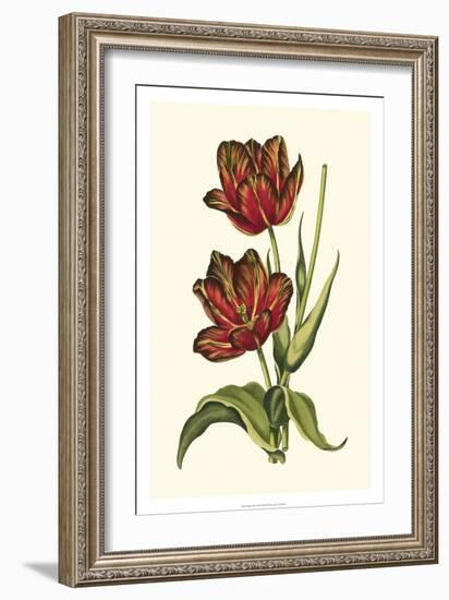 Vintage Tulips V-Vision Studio-Framed Art Print