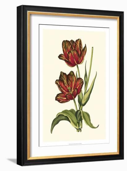 Vintage Tulips V-Vision Studio-Framed Art Print