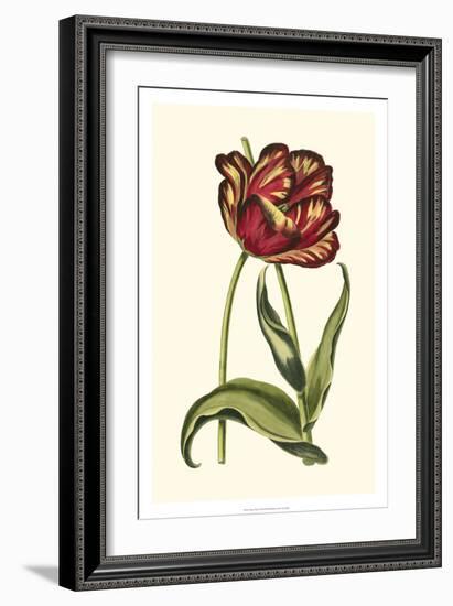 Vintage Tulips VI-Vision Studio-Framed Art Print