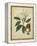 Vintage Turpin Botanical I-Turpin-Framed Stretched Canvas