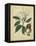 Vintage Turpin Botanical I-Turpin-Framed Stretched Canvas