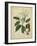 Vintage Turpin Botanical I-Turpin-Framed Art Print