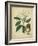 Vintage Turpin Botanical I-Turpin-Framed Art Print