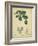 Vintage Turpin Botanical II-Turpin-Framed Art Print