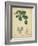 Vintage Turpin Botanical II-Turpin-Framed Art Print