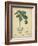 Vintage Turpin Botanical II-Turpin-Framed Art Print