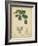 Vintage Turpin Botanical II-Turpin-Framed Art Print