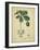 Vintage Turpin Botanical II-Turpin-Framed Art Print