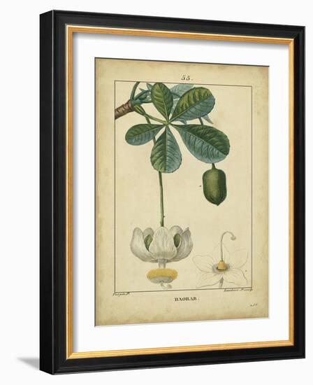 Vintage Turpin Botanical II-Turpin-Framed Art Print