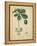 Vintage Turpin Botanical II-Turpin-Framed Stretched Canvas