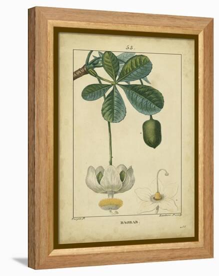 Vintage Turpin Botanical II-Turpin-Framed Stretched Canvas