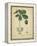 Vintage Turpin Botanical II-Turpin-Framed Stretched Canvas