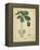 Vintage Turpin Botanical II-Turpin-Framed Stretched Canvas