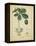 Vintage Turpin Botanical II-Turpin-Framed Stretched Canvas