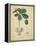 Vintage Turpin Botanical II-Turpin-Framed Stretched Canvas