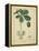 Vintage Turpin Botanical II-Turpin-Framed Stretched Canvas