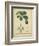 Vintage Turpin Botanical II-Turpin-Framed Premium Giclee Print