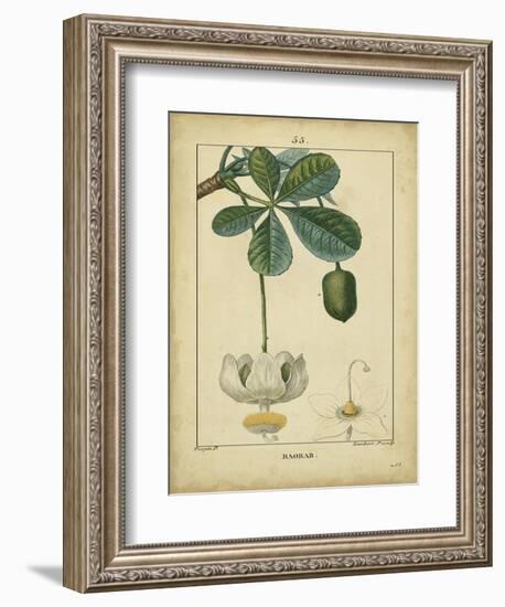 Vintage Turpin Botanical II-Turpin-Framed Premium Giclee Print