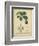 Vintage Turpin Botanical II-Turpin-Framed Premium Giclee Print