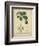Vintage Turpin Botanical II-Turpin-Framed Premium Giclee Print