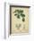 Vintage Turpin Botanical II-Turpin-Framed Premium Giclee Print