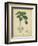 Vintage Turpin Botanical II-Turpin-Framed Premium Giclee Print