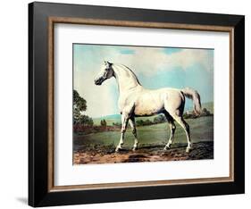 Vintage White Horse Chromolithograph "Mambrino," from the Picture by George Stubbs 1817-Piddix-Framed Art Print