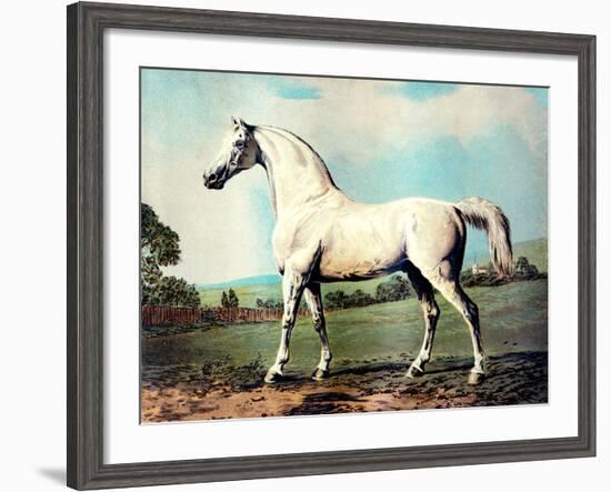 Vintage White Horse Chromolithograph "Mambrino," from the Picture by George Stubbs 1817-Piddix-Framed Art Print