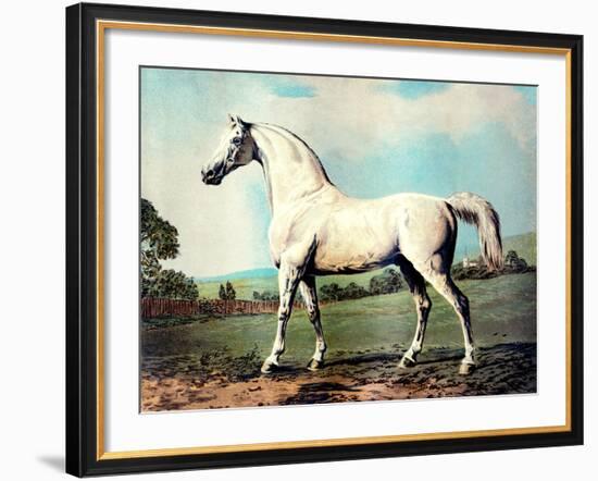 Vintage White Horse Chromolithograph "Mambrino," from the Picture by George Stubbs 1817-Piddix-Framed Art Print